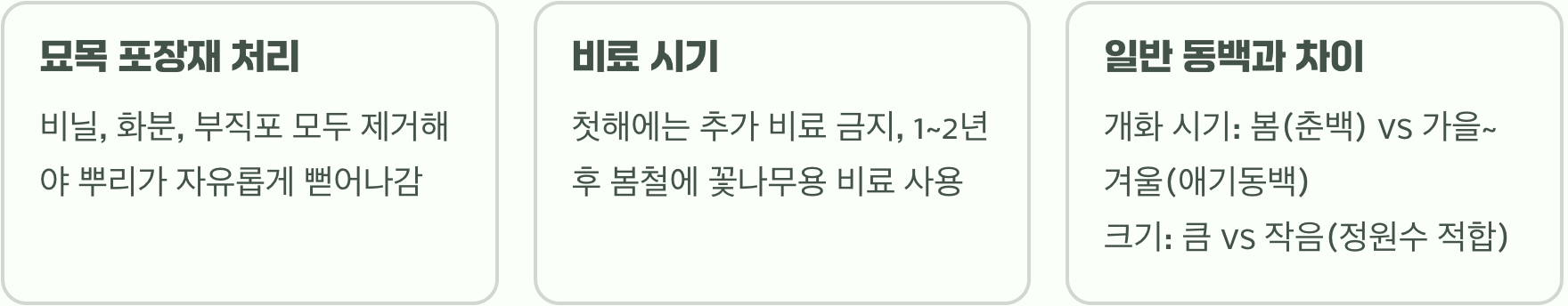 애기동백나무 심는 방법 A to Z (구덩이부터 물주기까지 완벽 가이드)