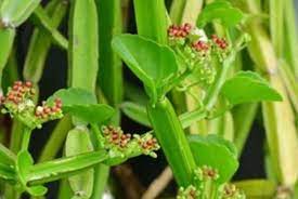 시서스 효능 부작용 (3주 섭취 후기)