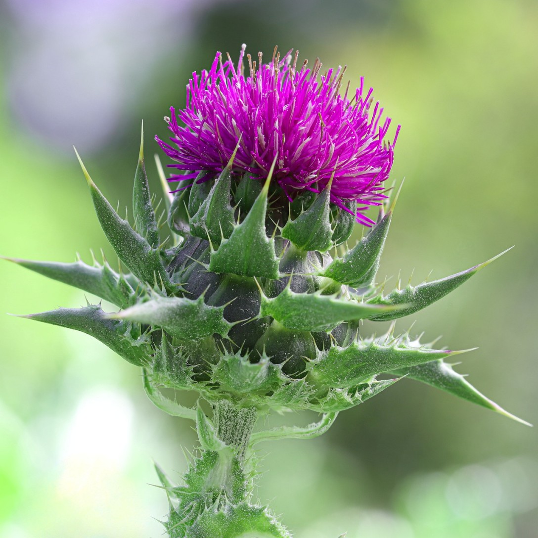 밀크씨슬(Milk thistle) = 실리범 마리아눔(Silybum marianum) = 서양엉겅퀴 사진