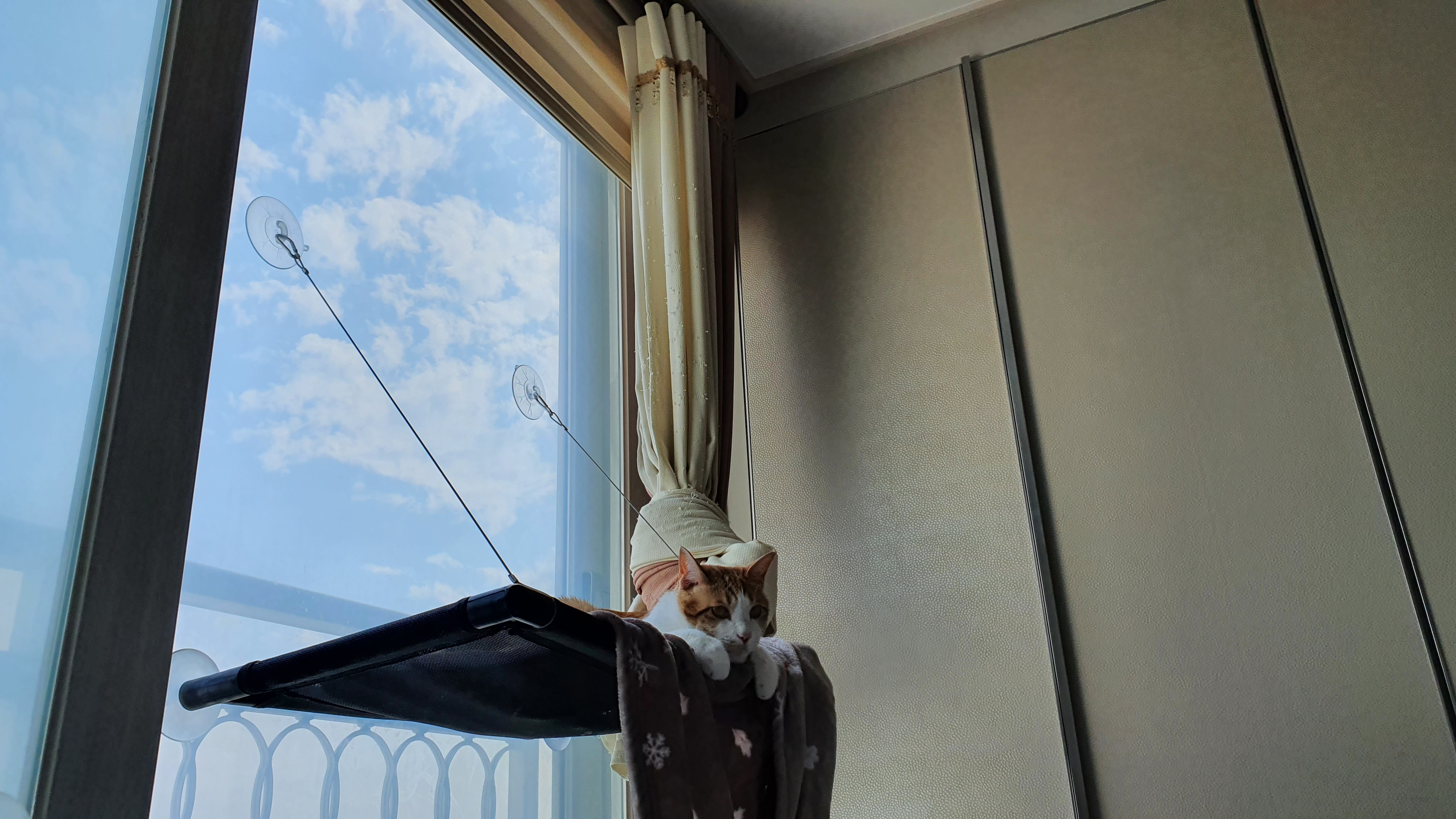 내가 개인적으로 좋아하는 우리집고양이들 사진과 영상.