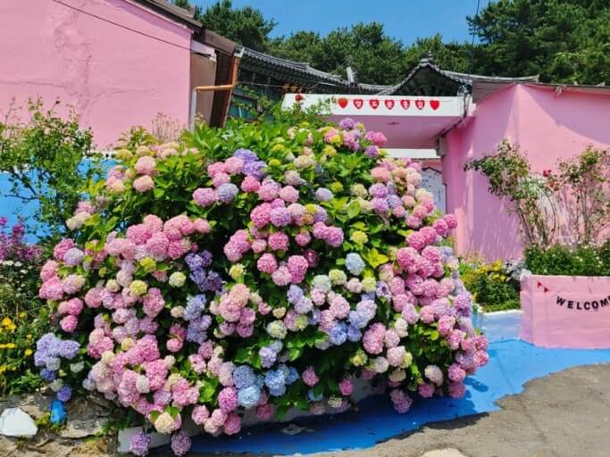 부산 태종대 태종사 수국축제 완벽 가이드 사진