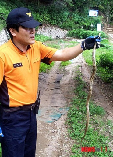 소방대원이 뱀을 잡는 꿈