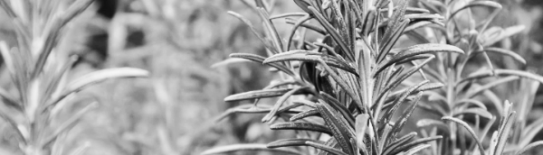 로즈마리 키우기: 햇빛, 온도