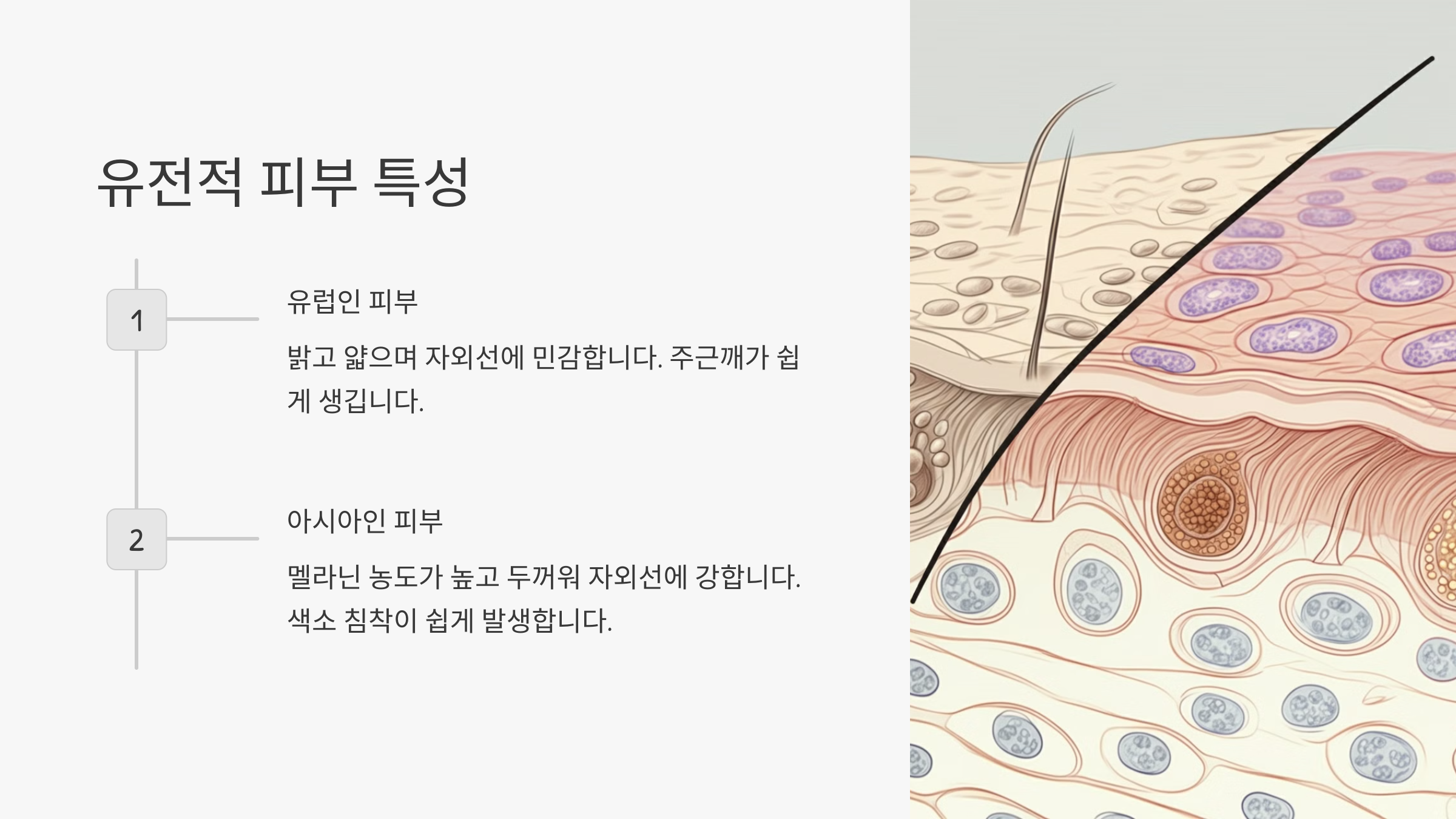유전적 피부 특성