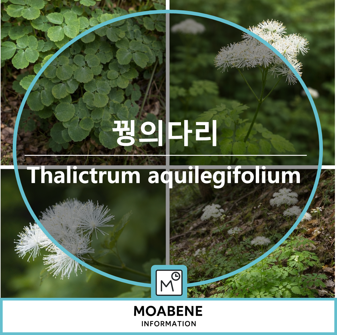 꿩의다리(Thalictrum aquilegifolium) 알아보기: 산기슭 풀밭에서 만나는 하얀 꽃의 매력과 활용법