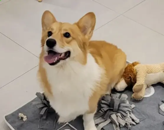 하이바이분양소에서 강아지 고양이 입양하는 방법