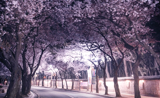 대릉원돌담길-경주-벚꽃-명소-추천