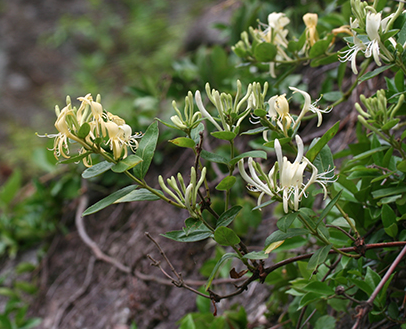인동덩굴의 섭취 방법