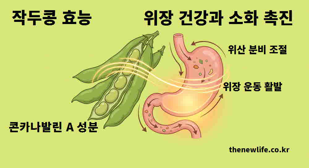 작두콩 효능 위장 건강 소화 촉진