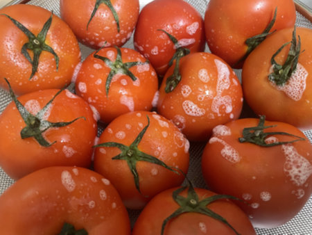 토마토에 세정제 분사