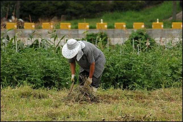 벼농사 하는 농부 사진