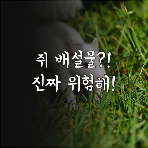 야생 쥐 배설물 감염 위험과 한타바이..
