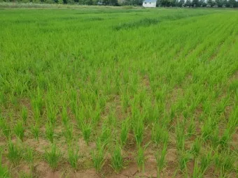 잡초 방제 전략 광폭멀칭 피복재 선발아 겨울관리_8