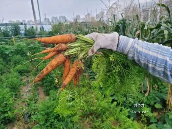 당근 재배 씨 뿌리기 토심 확보 잡초 관리_10