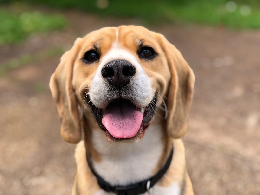 Dog.