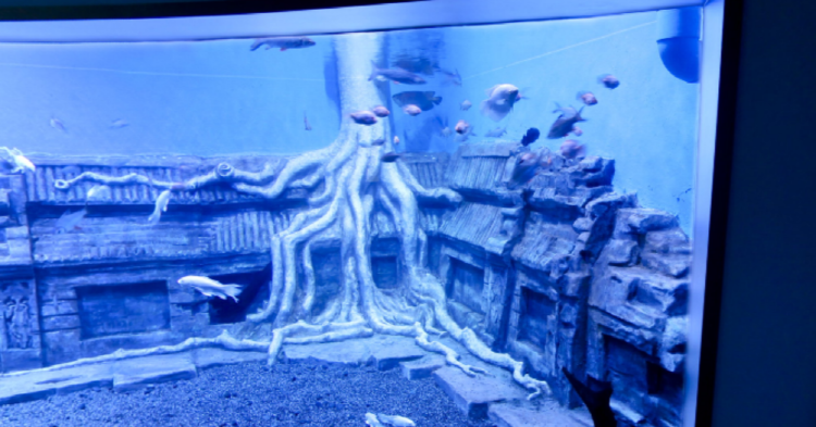 단양 아쿠아리움