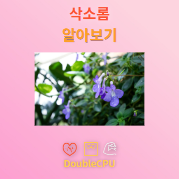 삭소롬 꽃말 및 탐구