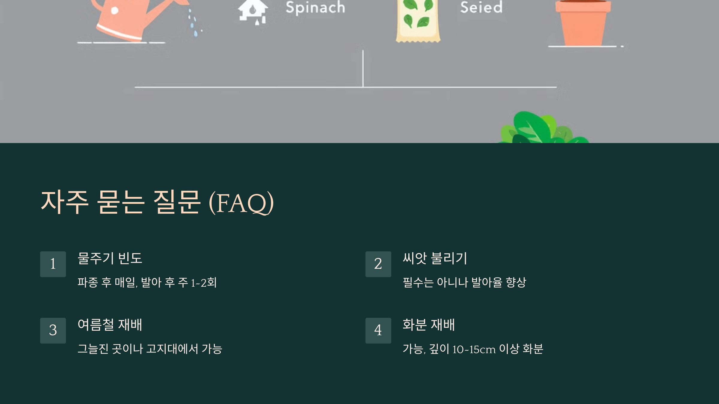 시금치 사진입니다.