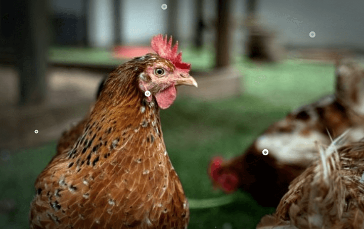 조류인플루엔자