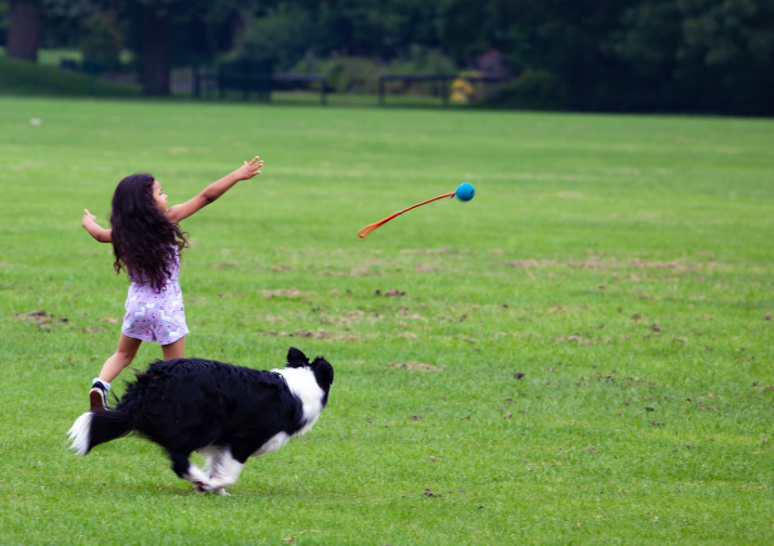 반려견과 함께 여행 관련 사진