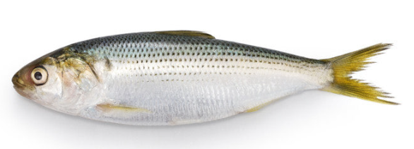 싱싱한 전어 사진