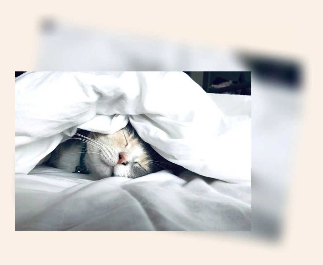 중고 고양이 용품_2_subsection