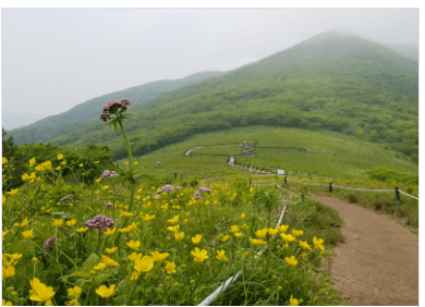 곰배령 정상 야생화 사진