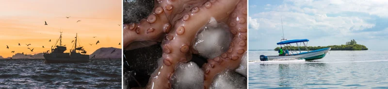 알배기쭈꾸미 제철