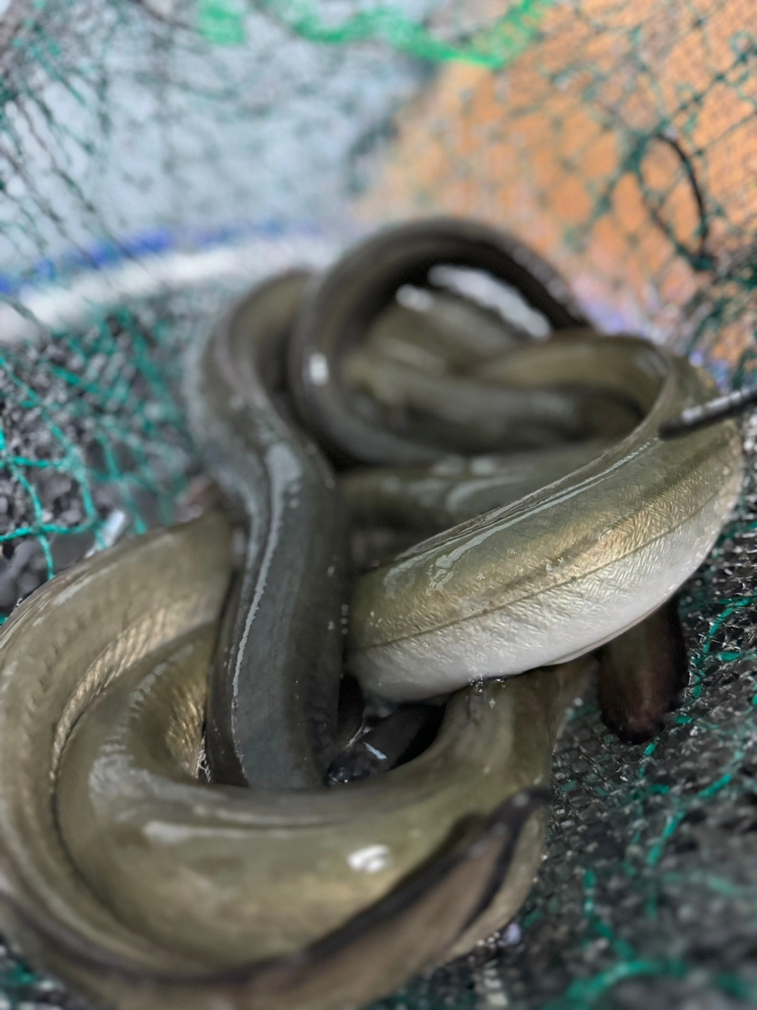 자연산 민물장어 가격이 너무 좋아요~ 자연산 장어는 자주 접하지 못하는 거 같은데 큰 이유가 아무래도 비싼 가격이 아닐까 행각해요~ 그런데 이게 웬걸 가격이 너무 좋았고 맛이 얼마나 쫀득거리는지 안 먹어본 사람은 절대 모르는 그 식감이 있어요. 그럼 민물장어와 바다 장어 차이와 왜 민물장어가 비싼지도 궁금하겠지요? 내 돈 내산후기!