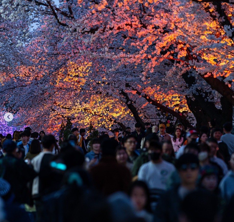 렛츠런 파크 서울 벚꽃 축제