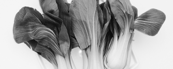 쌈채소 종류 2: 청경채