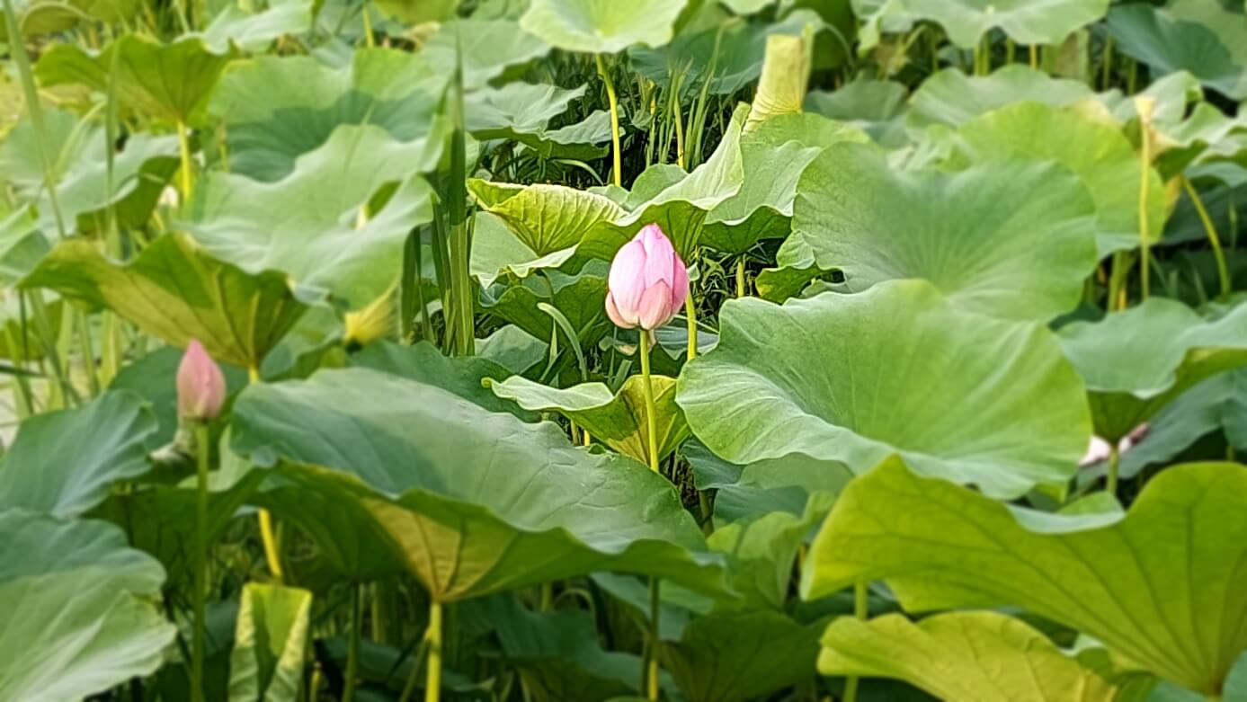 전주덕진공원 연꽃