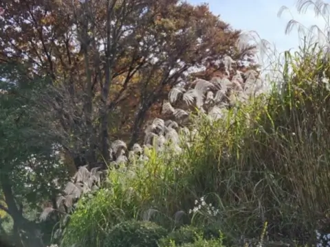 남산케이블카-단풍명소-남산타워가는법