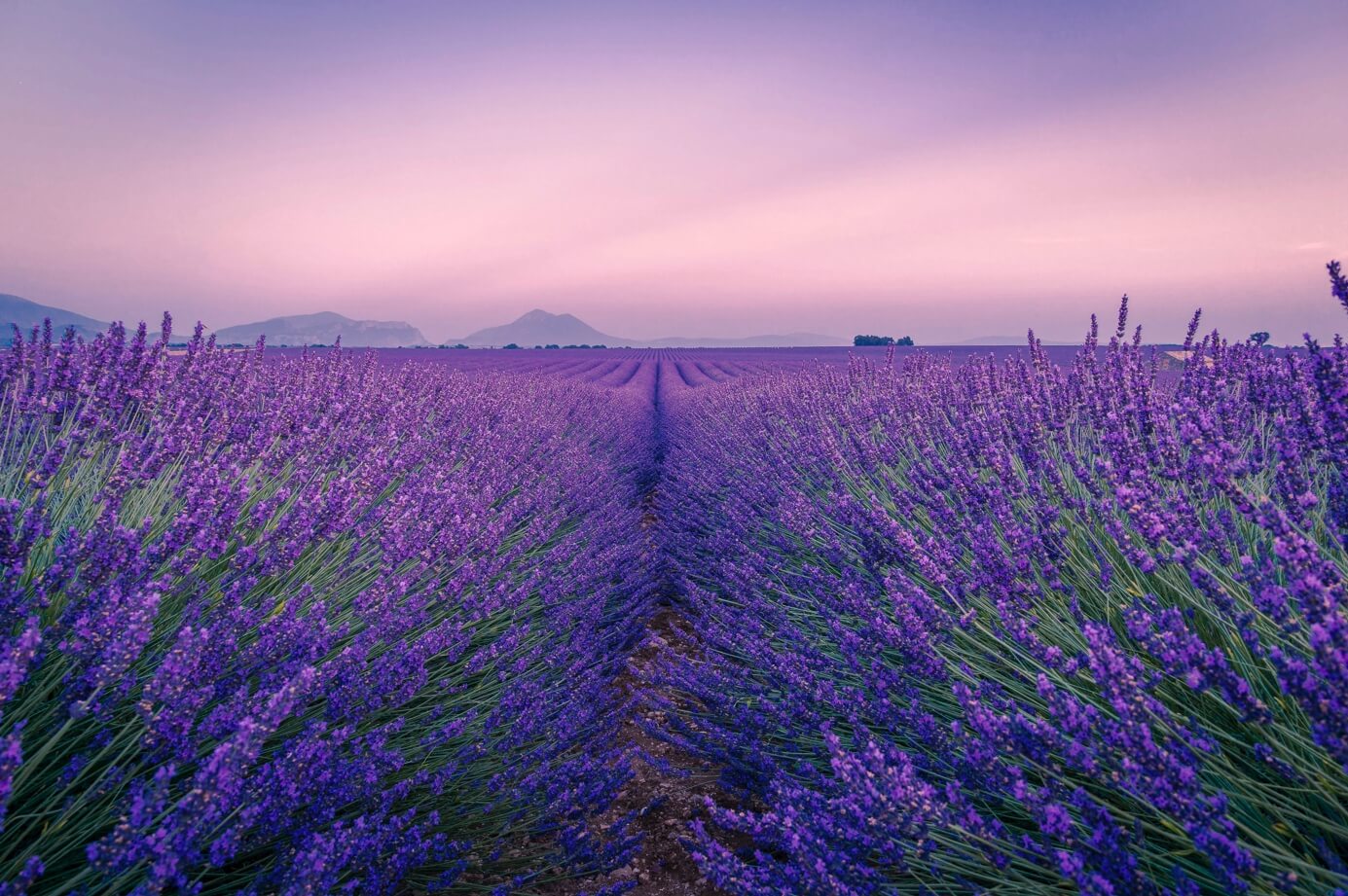 프로방스 밭 사진