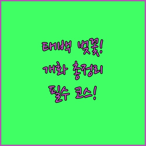 태백 벚꽃 나들이를 위한 개화 예상일..