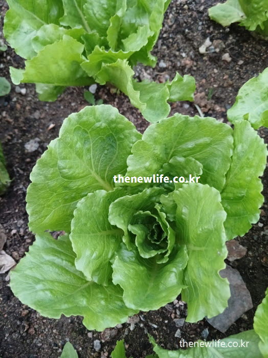 혈액을 맑게 하고 철분과 엽산을 보충하여 빈혈과 어지럼증을 예방하는 상추