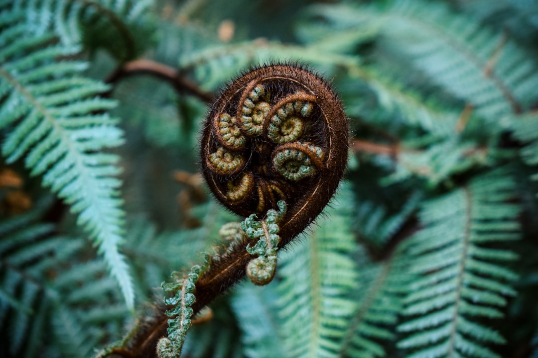 Fern