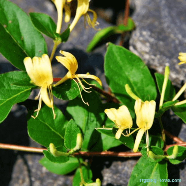 강한 생명력을 가진 금은화