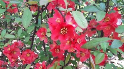 명자나무-명자꽃-산당화-꽃-생태특성