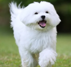 강아지 꿈해몽 개꿈 의미