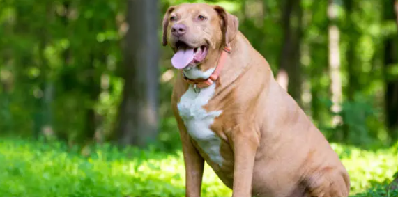 비만 강아지 사진