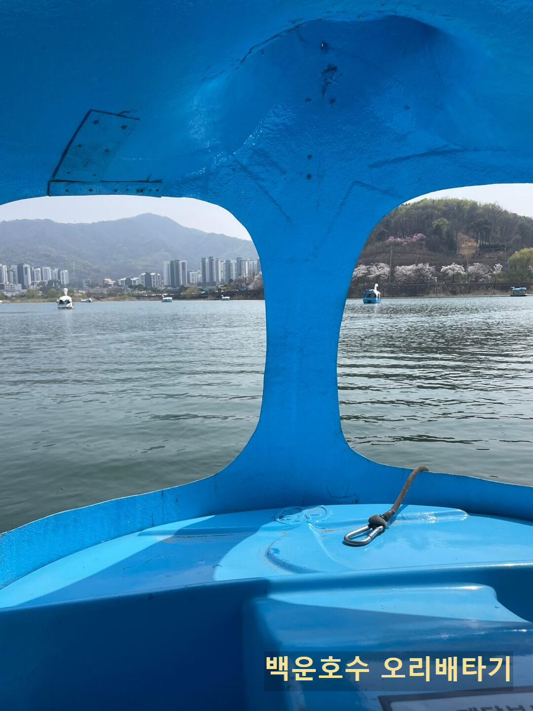 백운호수 오리배