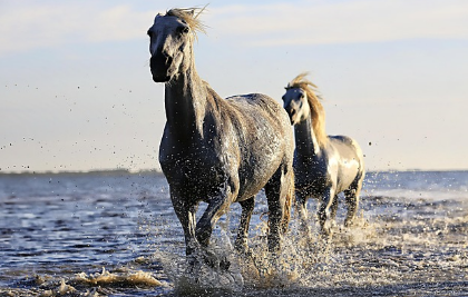말꿈 상황별 해몽