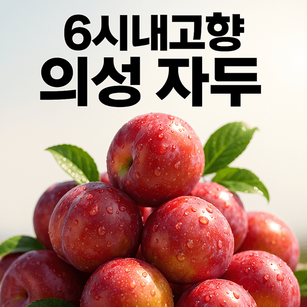 6시내고향 의성 자두 썸네일