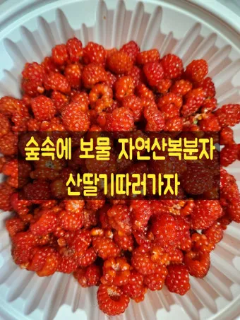 복분자 산딸기 차이점 생김새 영양소 비교 정리_5