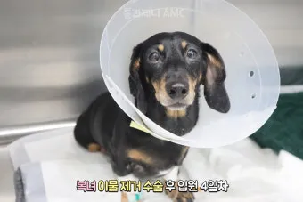 강아지 백내장 수술비용 현실 증상 예방법 보호자 가이드 정리_15