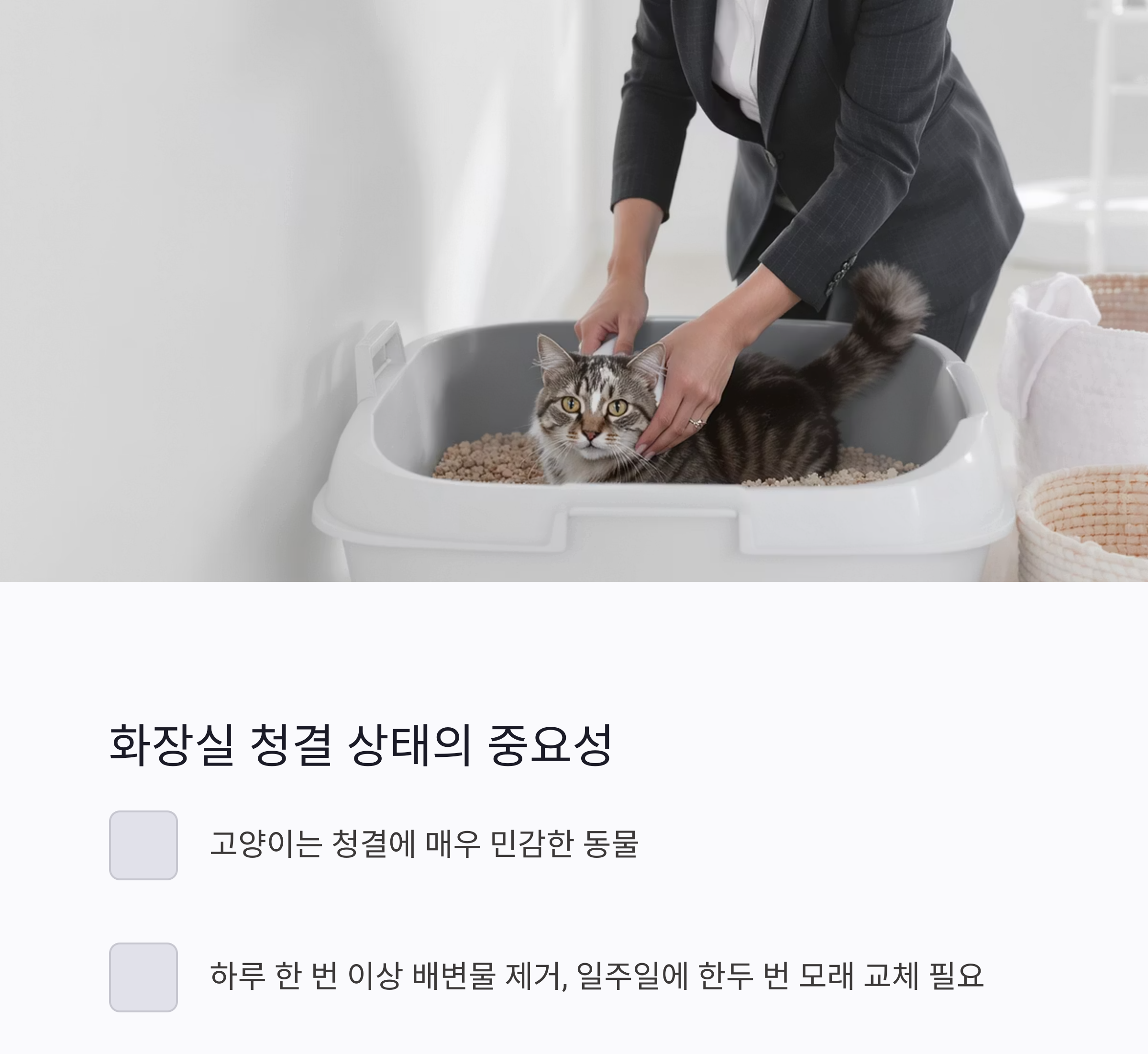 고양이의 화장실 문제, 원인부터 해결까지 한 번에 정리