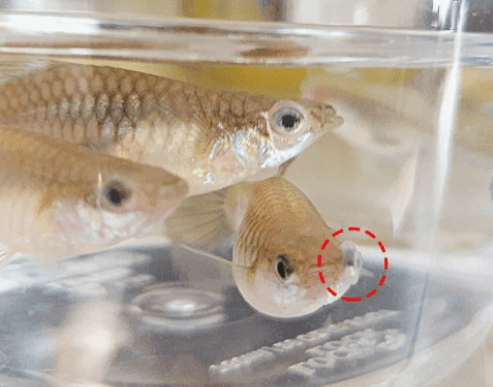 구피 질병 증상(백점병&amp;#44; 마우스펑기&amp;#44; 솔방울병 등)