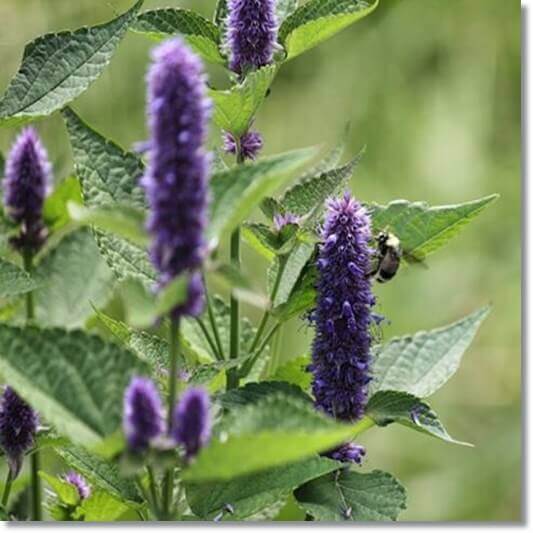 히솝 효능 및 활성 성분 사용법과 부작용