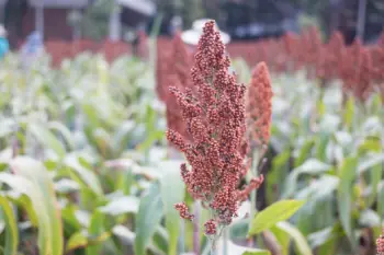 수수 가격 및 효능, 영양성분과 부작용